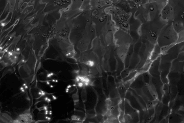 Abstract cold-water surface in low light with subtle steam/condensation and soft ripples, suggesting caution and controlled exposure