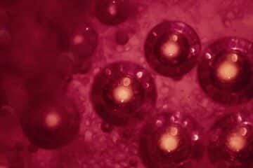 Autophagy in action under dark field microscopy — a teal-green autophagosome engulfing damaged cellular debris while an amber-gold lysosome waits to process the recycled material