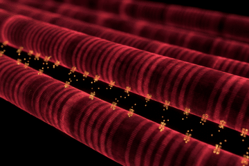 Skeletal muscle fibres under dark field microscopy with GLUT4 glucose transporters migrating to the cell surface, amber-gold glucose molecules entering deep red muscle tissue — the mechanism driving cold-induced insulin sensitivity improvement"
