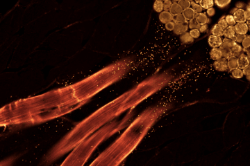 Microscopy-style image showing amber metabolic signals moving from skeletal muscle to glowing brown fat tissue against a dark background, illustrating thermogenesis triggered by ending on cold.