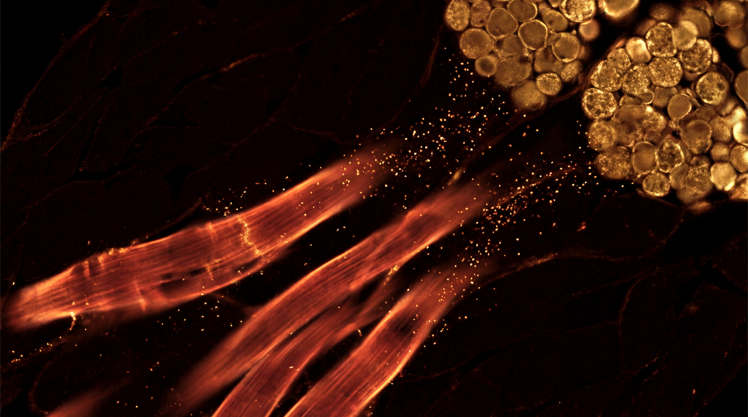 Microscopy-style image showing amber metabolic signals moving from skeletal muscle to glowing brown fat tissue against a dark background, illustrating thermogenesis triggered by ending on cold.