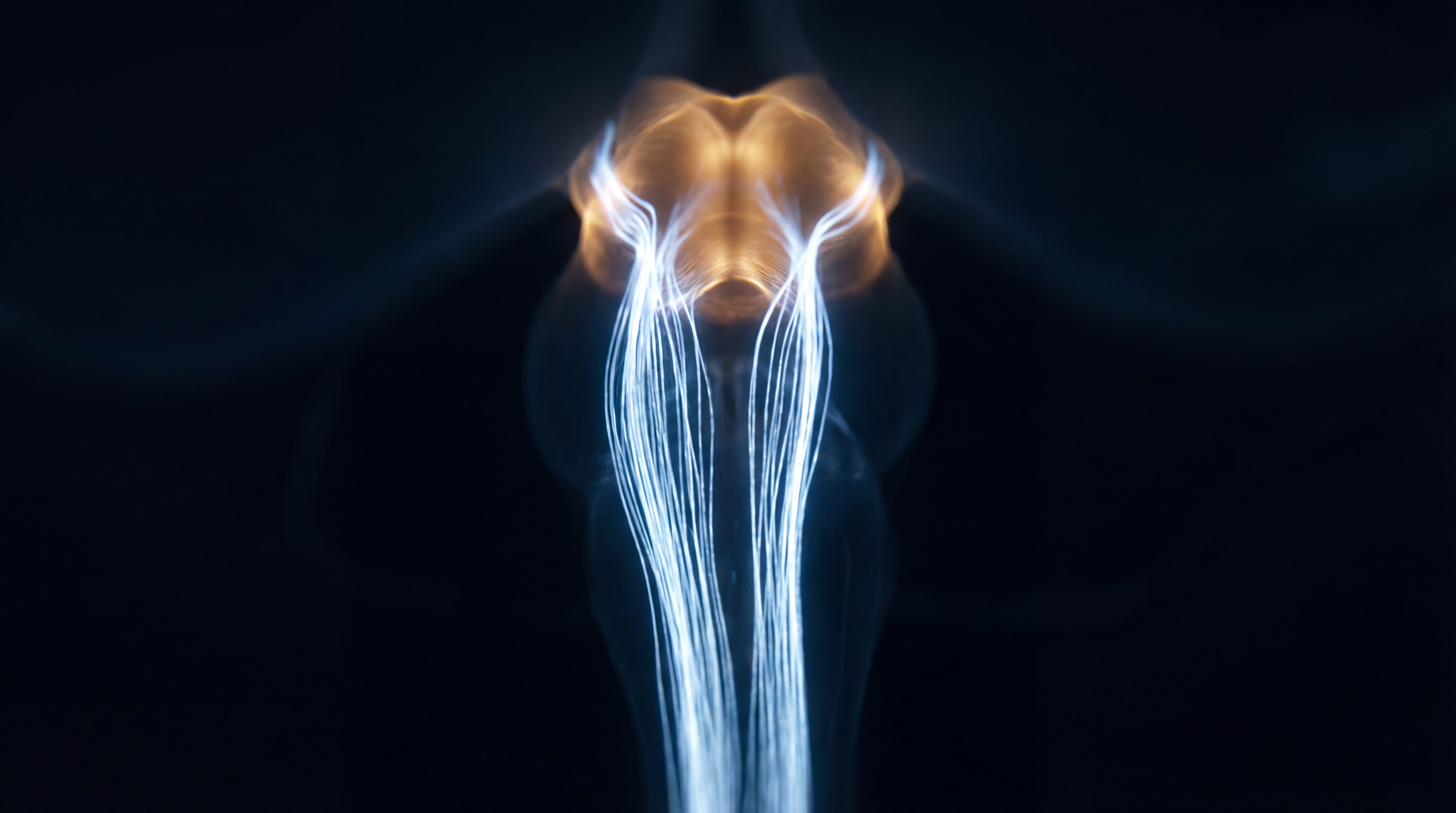 Microscopy-style image showing focused neural activity traveling from the neck to the brainstem in blue and amber tones, illustrating parasympathetic activation linked to vagus nerve icing.