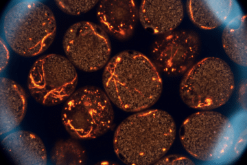 Microscopy-style image of metabolically active brown adipose tissue with warm amber highlights and cool blue edges, illustrating how ice baths influence energy metabolism rather than weight loss