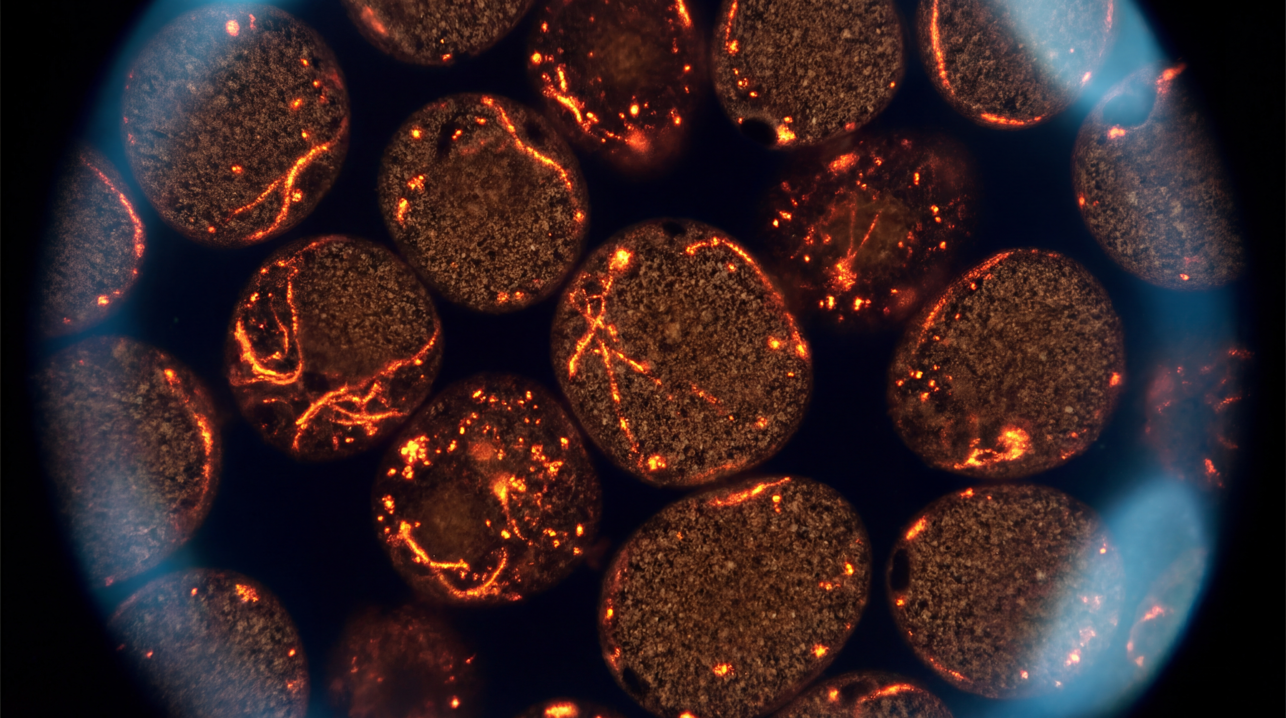 Microscopy-style image of metabolically active brown adipose tissue with warm amber highlights and cool blue edges, illustrating how ice baths influence energy metabolism rather than weight loss